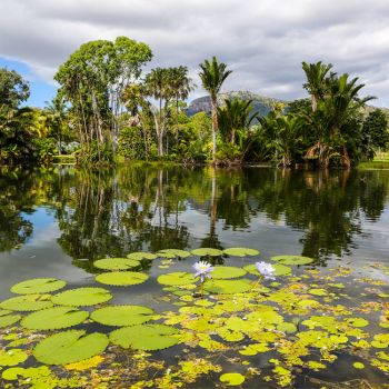 Palmetum Pond