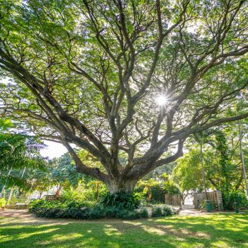 Queens Gardens Tree