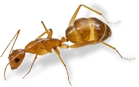 A yellow crazy ant