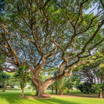 Anderson Gardens Tree