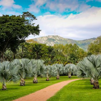 Palmetum Path