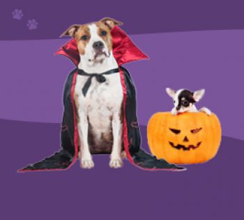 ACAC Howl-o-ween Dog Sale