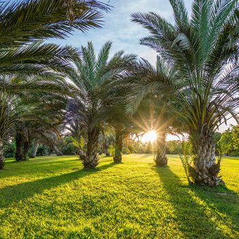 Anderson Gardens Palm Lawn