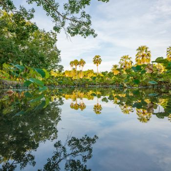 Anderson Gardens Pond