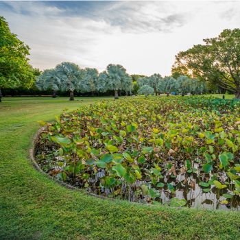 Anderson Gardens Pond