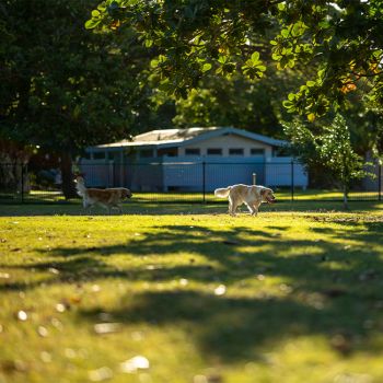 Rossiter Park Dog Off Leash Area