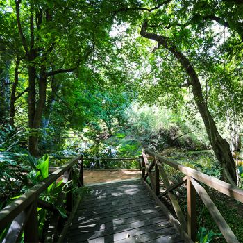 Palmetum Rainforest Walk