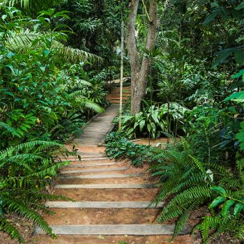 Palmetum Rainforest Walk